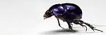 ralf kopp - Insekt: Käfer